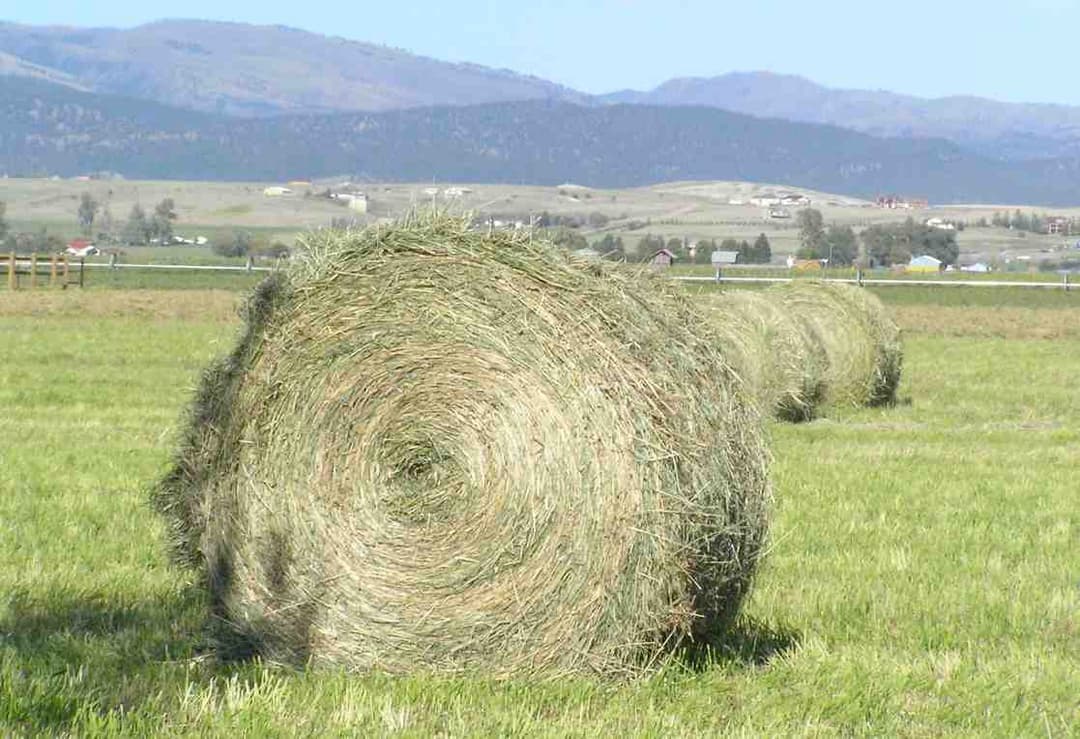 Hay - Wikipedia