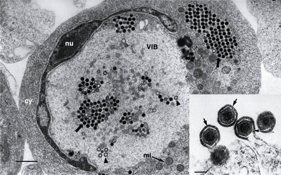 Ranavirus — Wikipédia
