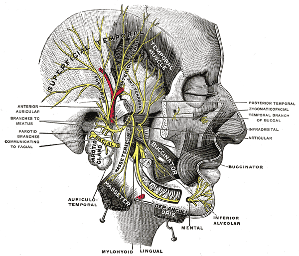 Mandibular nerve - Wikipedia