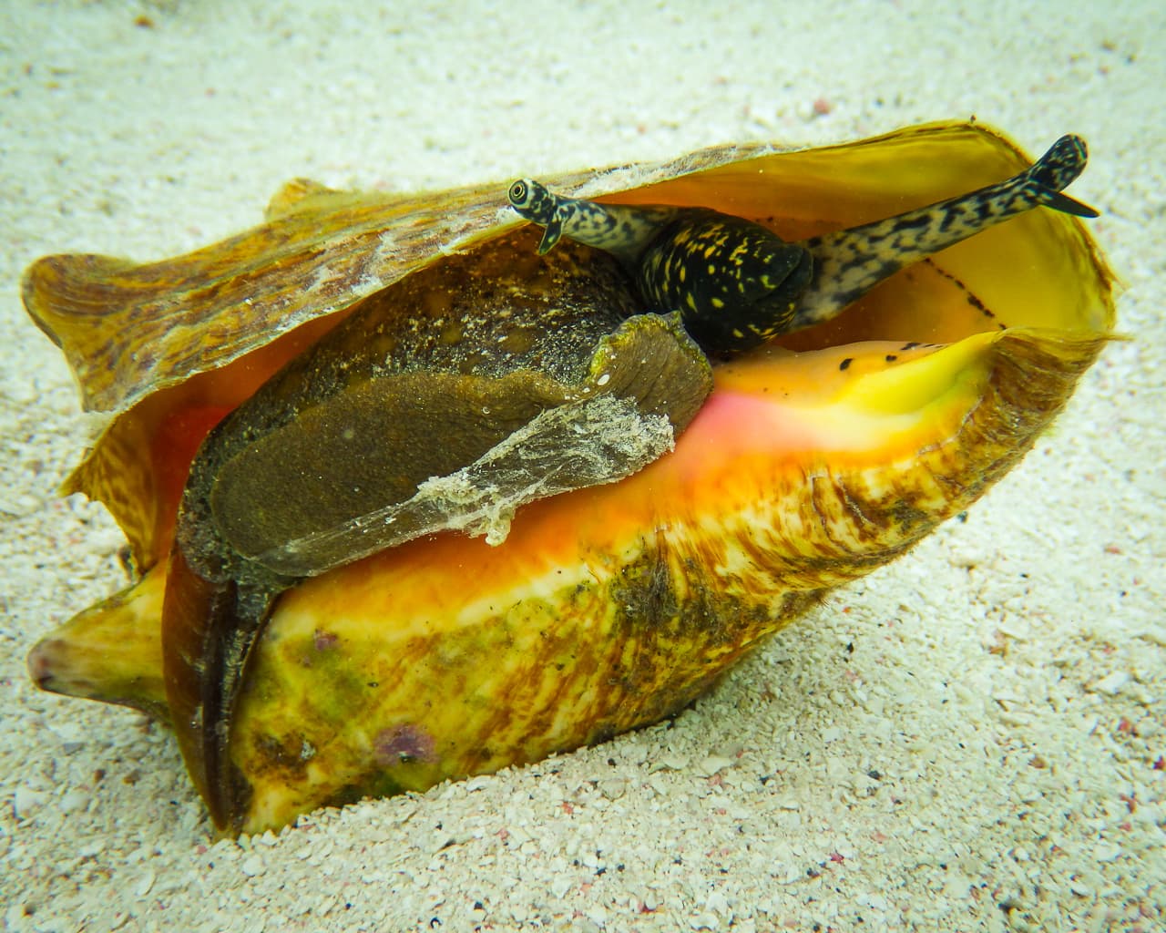 Conch - Wikipedia
