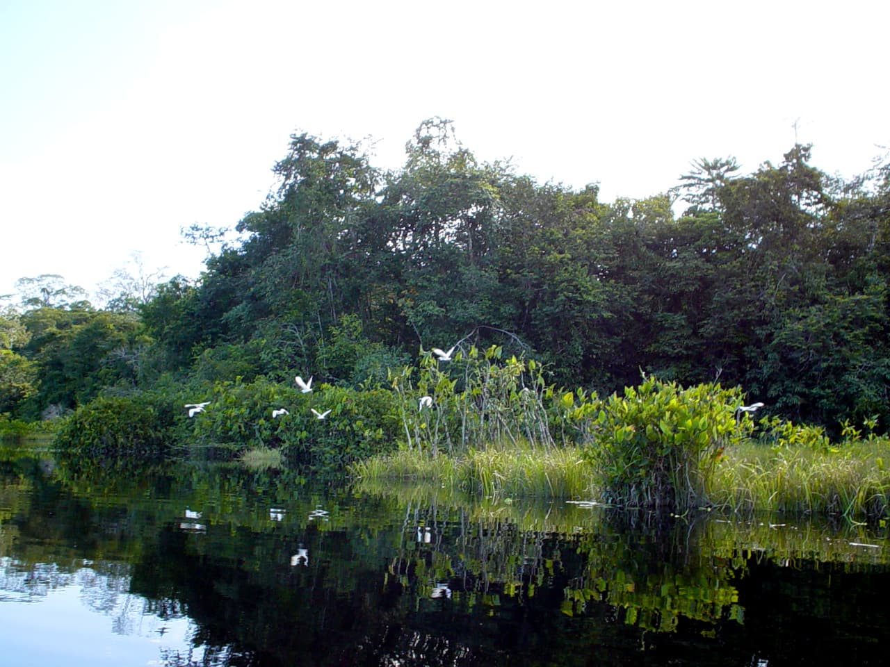 Ecological stability - Wikipedia