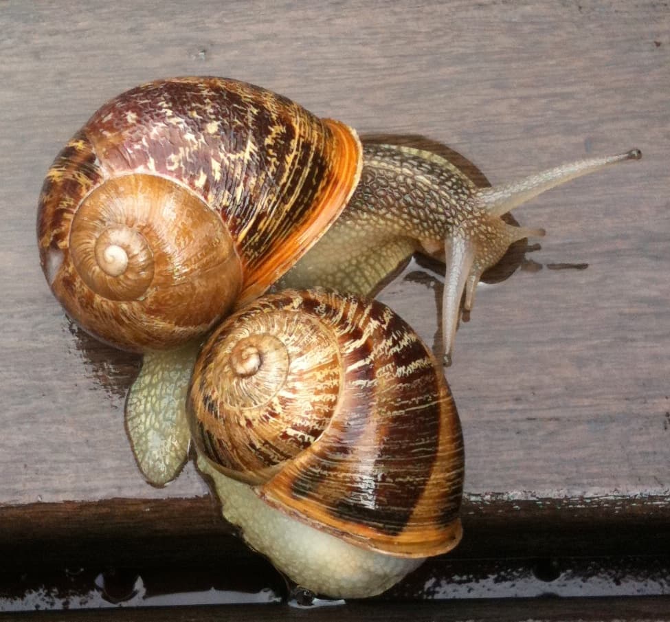 Helix aspersa — Wikipédia