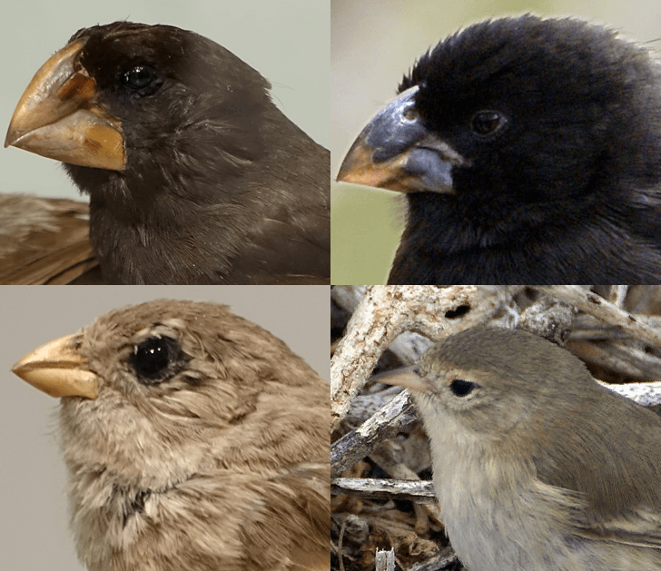 Pinsons de Darwin — Wikipédia