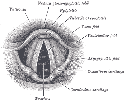 Vocal range - Wikipedia