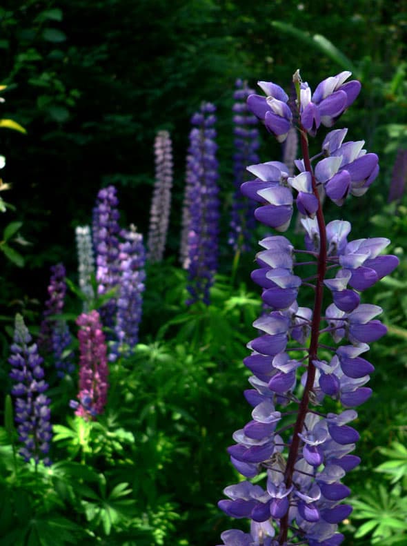 Native species - Wikipedia