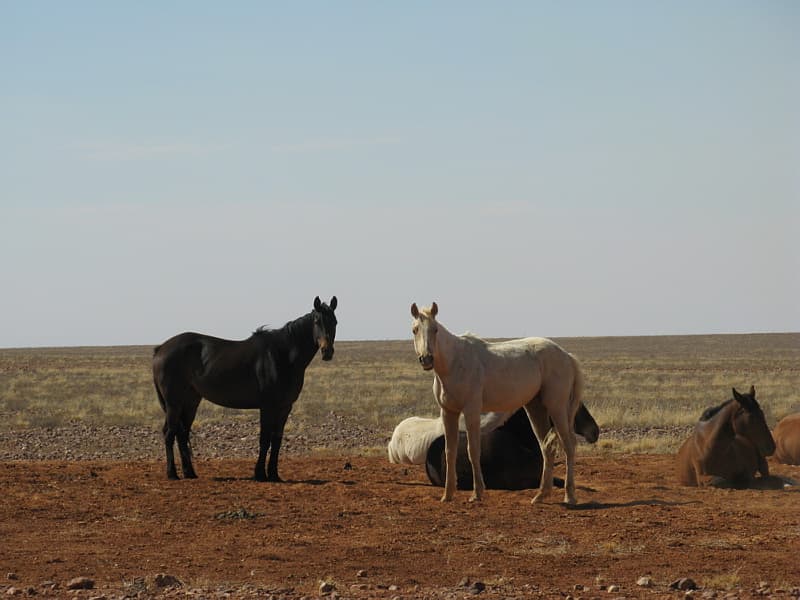 Cheval sauvage — Wikipédia