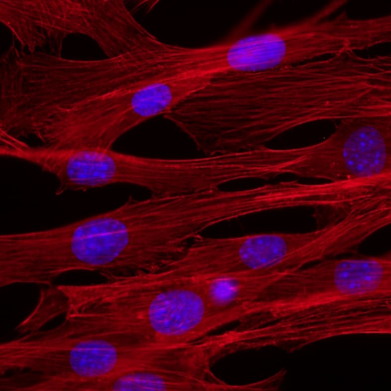 Biologie cellulaire — Wikipédia