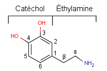 Catécholamine — Wikipédia