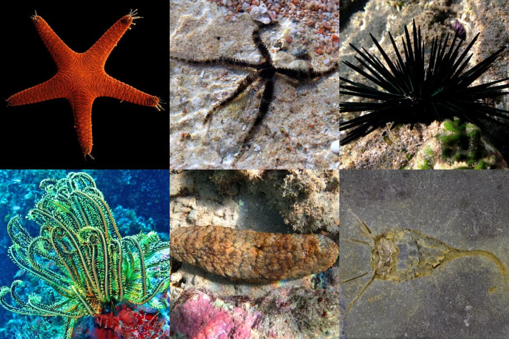 Echinoderm - Wikipedia