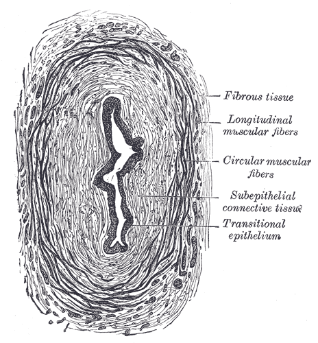 Muscular layer - Wikipedia