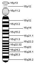Chromosome 15 humain — Wikipédia
