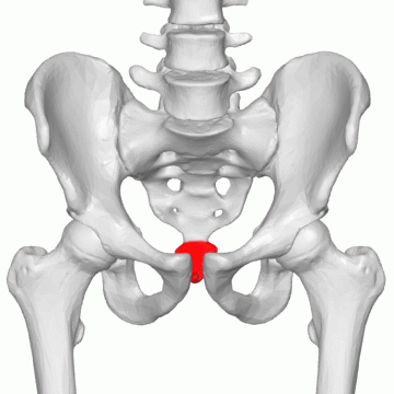 Coccyx — Wikipédia