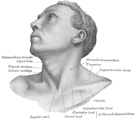 Cricoid cartilage - Wikipedia