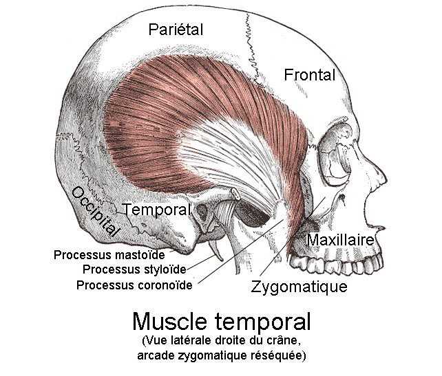 Muscle temporal — Wikipédia