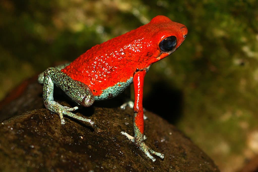 Aposematism - Wikipedia