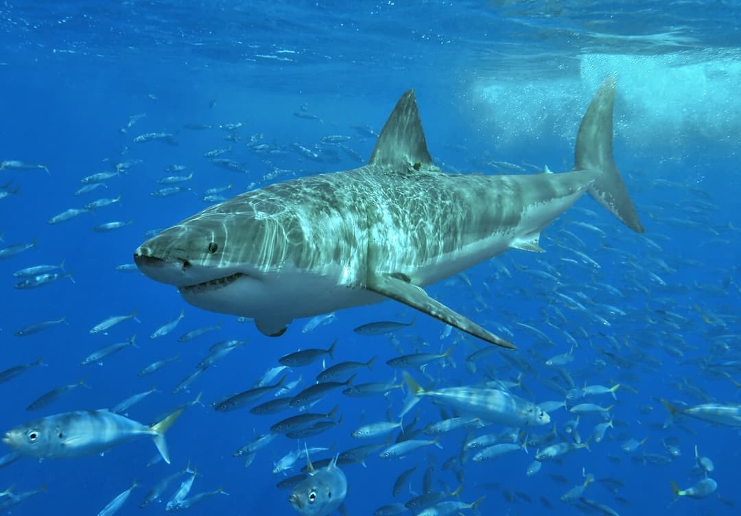 Great white shark - Wikipedia