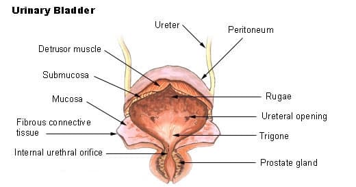 Urodynamique — Wikipédia