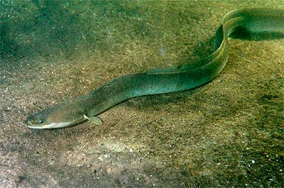 European eel - Wikipedia