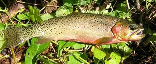 Westslope cutthroat trout - Wikipedia
