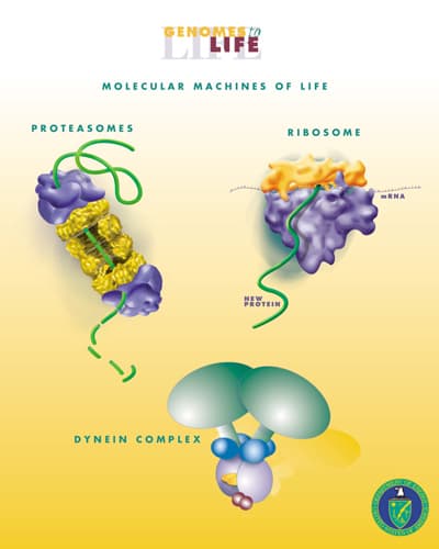Mechanotransduction - Wikipedia