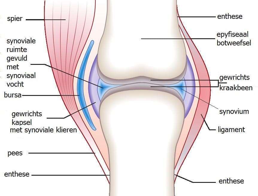 Enthésite — Wikipédia