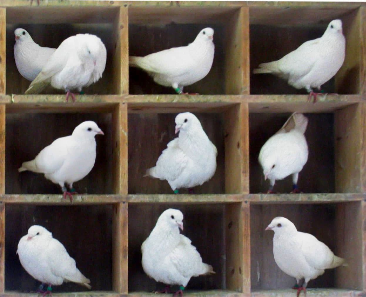 Pigeonhole principle - Wikipedia