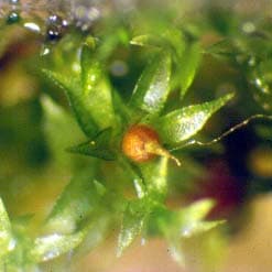 Physcomitrium patens — Wikipédia