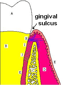 Sulcus (morphology) - Wikipedia