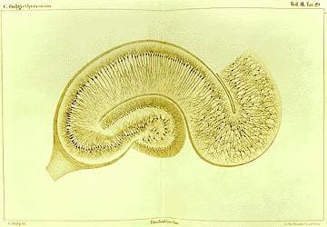 Coloration de Golgi — Wikipédia