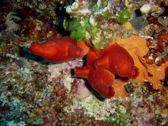 Tunicata — Wikipédia