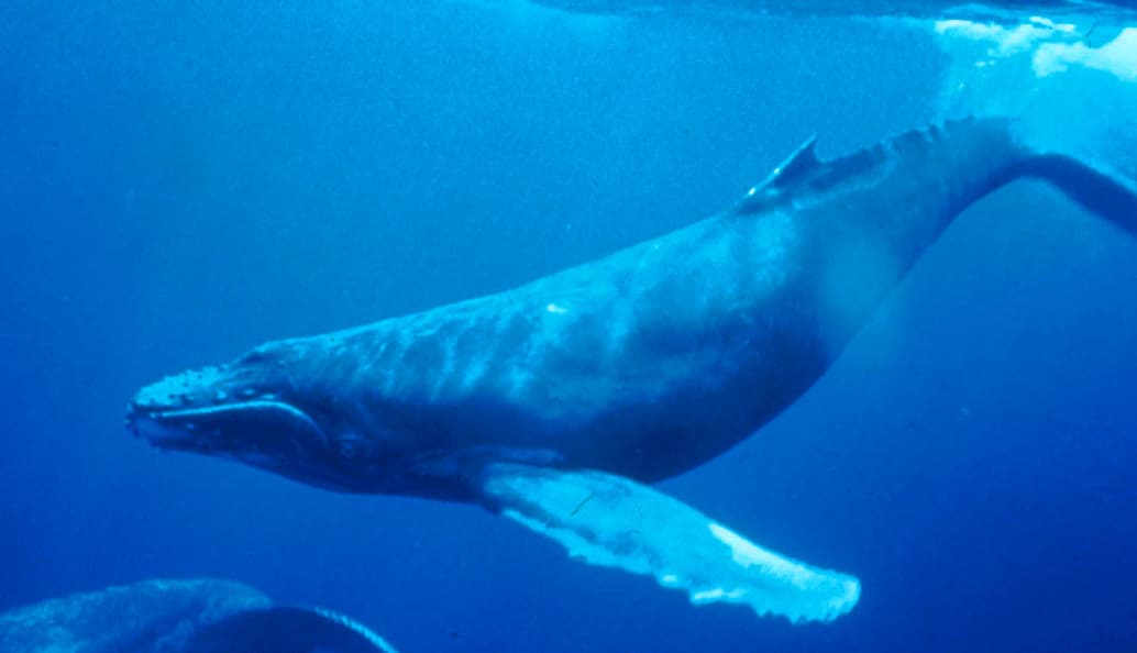 Marine mammal - Wikipedia