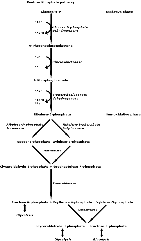 Voie des pentoses phosphates — Wikipédia