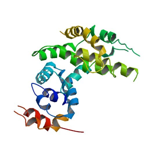 Neurofibromin - Wikipedia