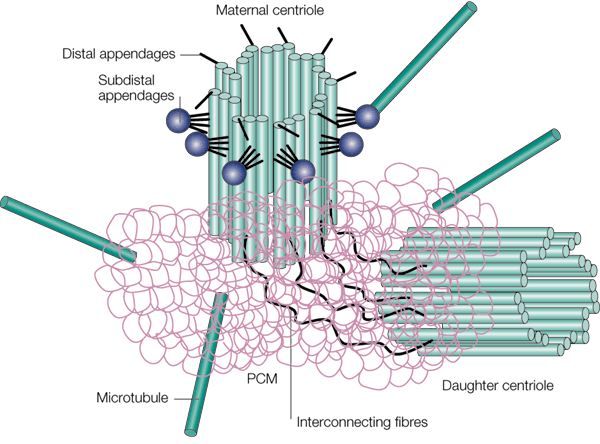Pericentriolar material - Wikipedia