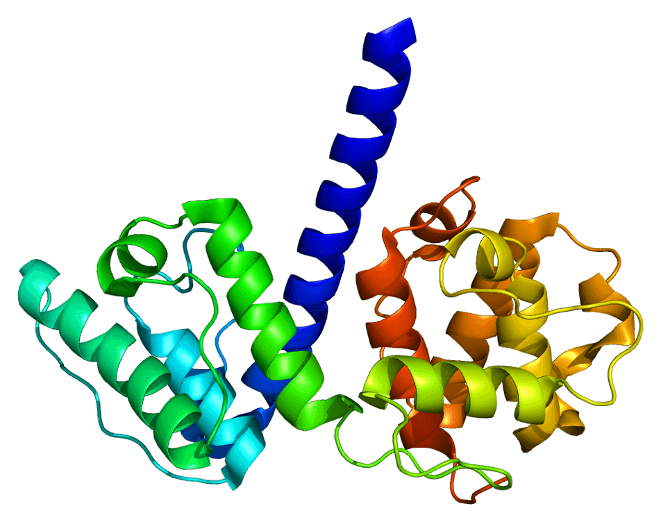 Plectine — Wikipédia