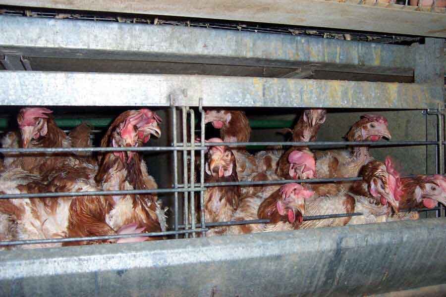 Battery cage - Wikipedia