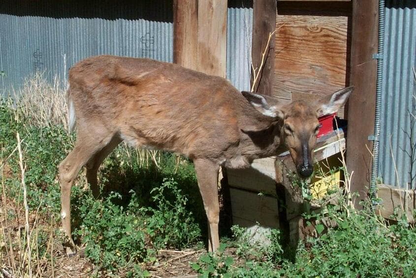 Chronic wasting disease - Wikipedia