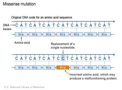 Missense mutation - Wikipedia