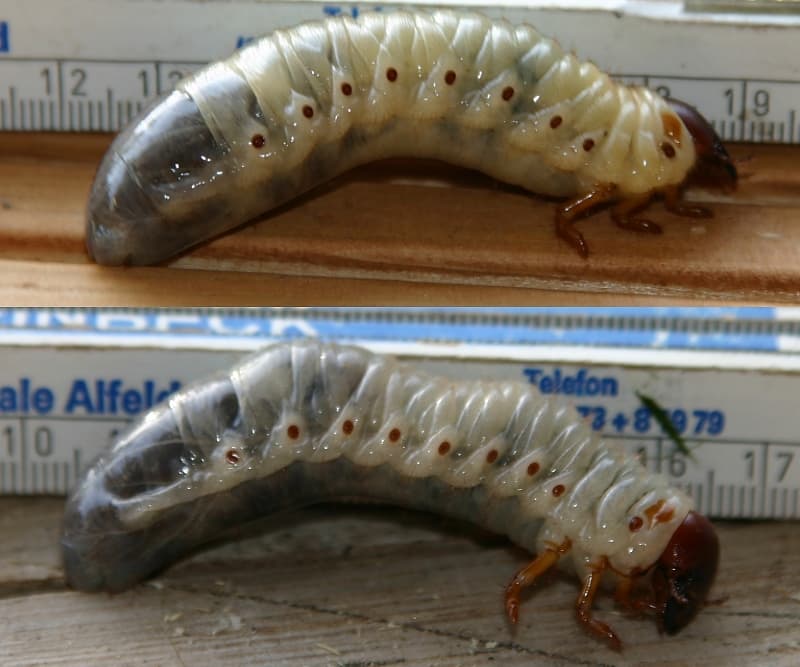 Hémolymphe — Wikipédia