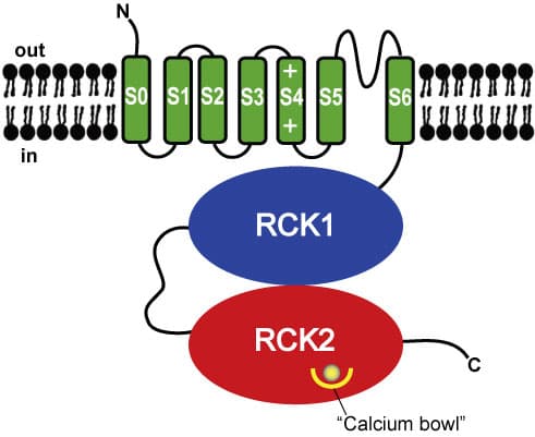 BK channel - Wikipedia