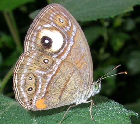 Eyespot (mimicry) - Wikipedia