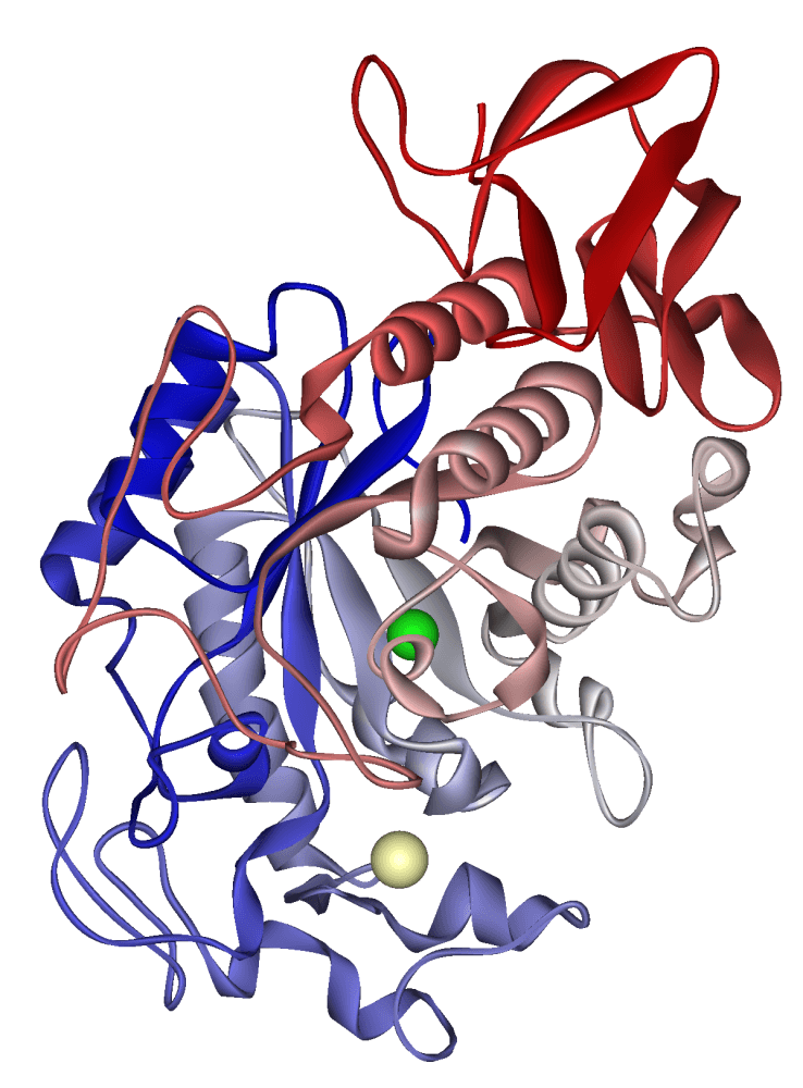 Amylase — Wikipédia