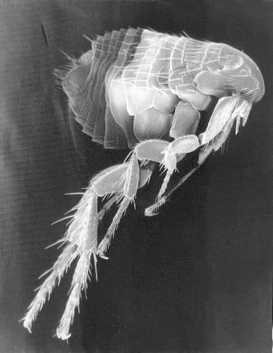 Siphonaptera — Wikipédia