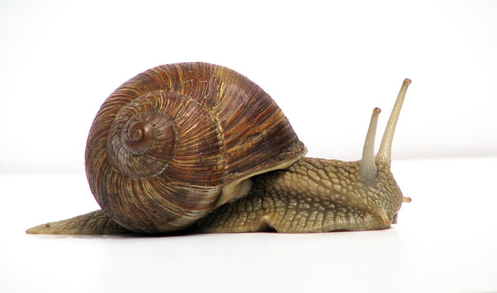 Land snail - Wikipedia