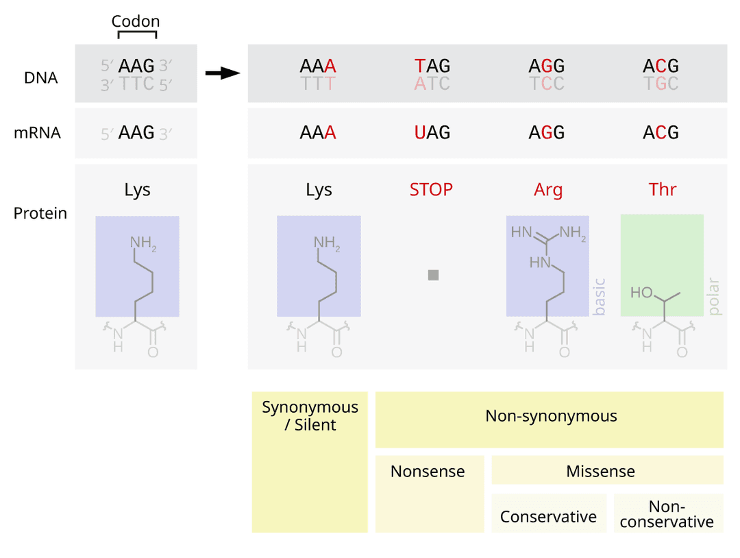 Point mutation - Wikipedia