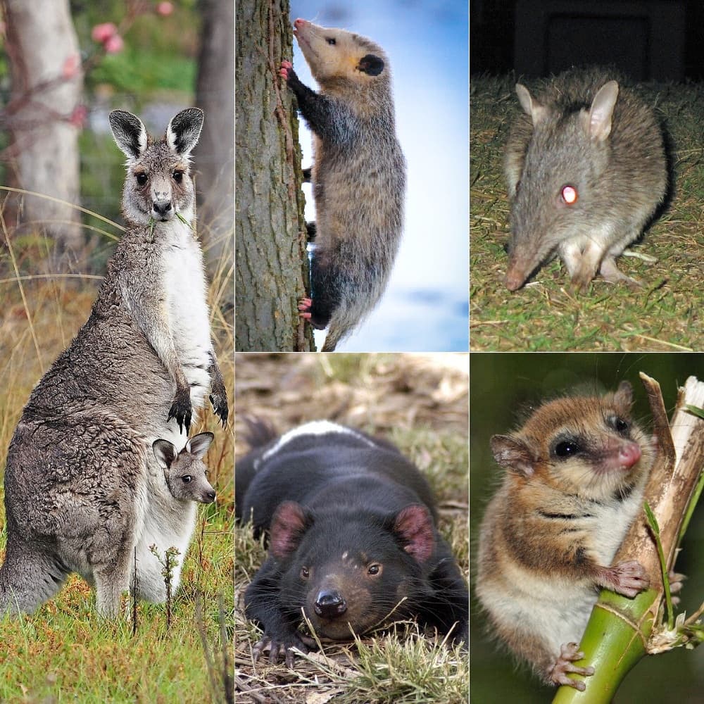 Marsupialia — Wikipédia