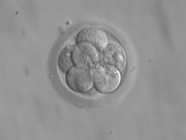 Embryo space colonization - Wikipedia