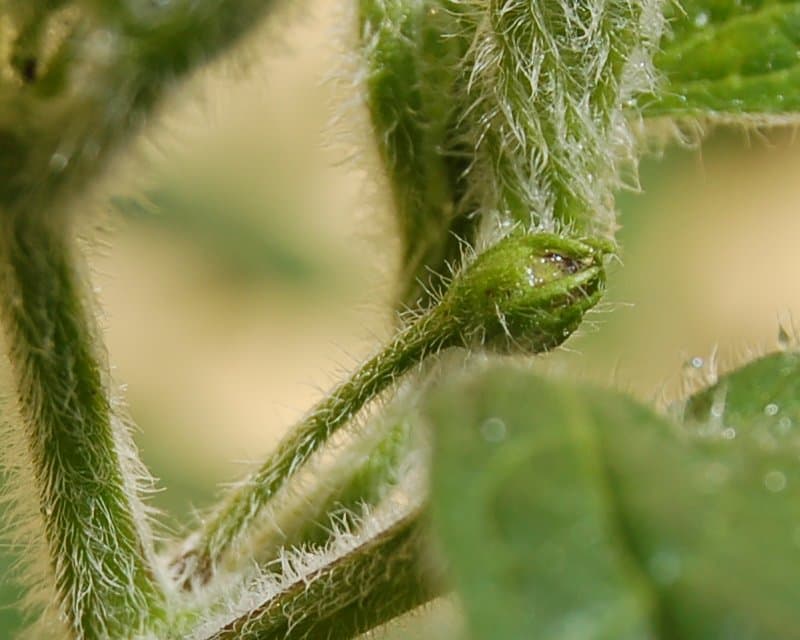 Trichome - Wikipedia