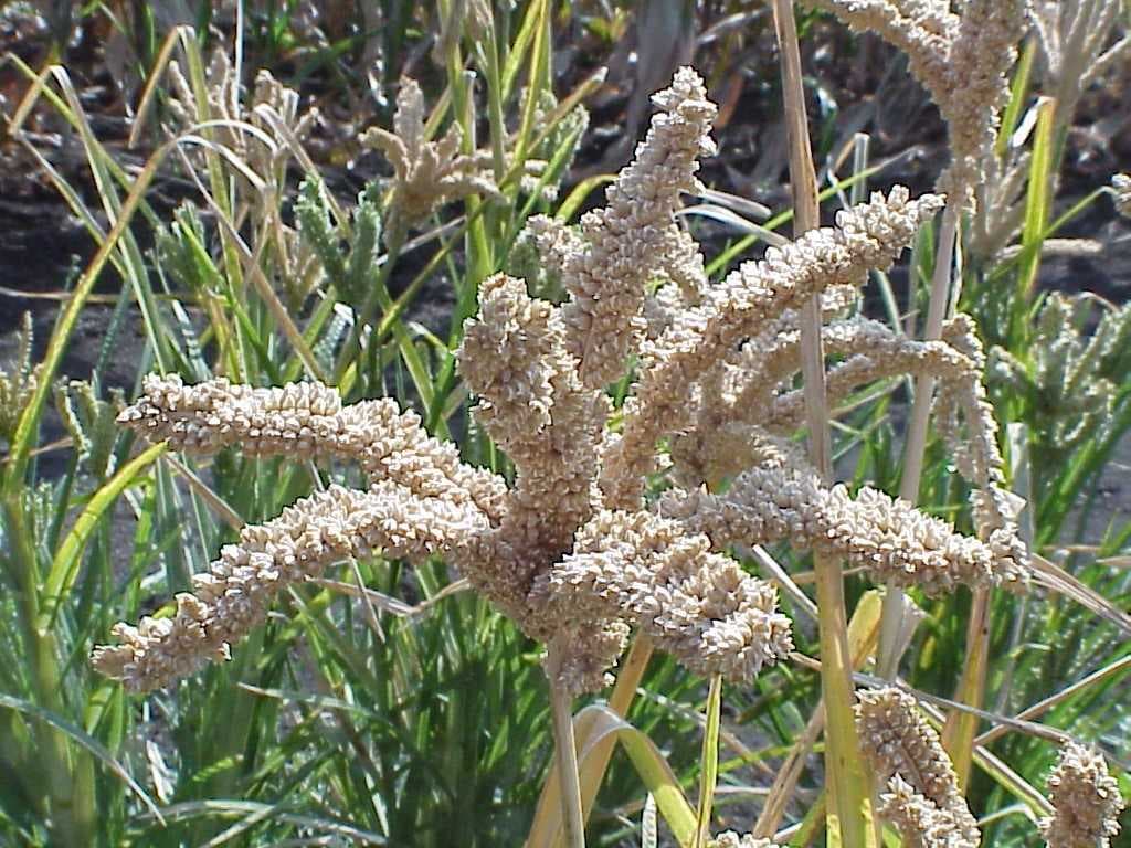 Finger millet - Wikipedia