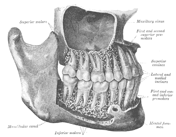 Premolar - Wikipedia